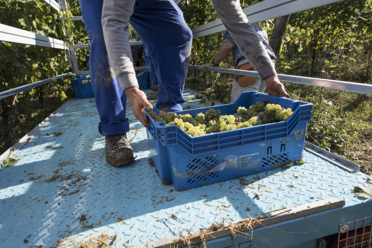 Vendemmia manuale a Casa Lucciola